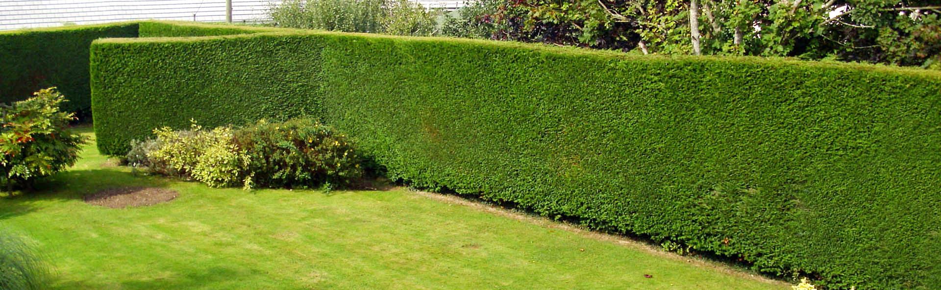 langley-hedge-trimming-service
