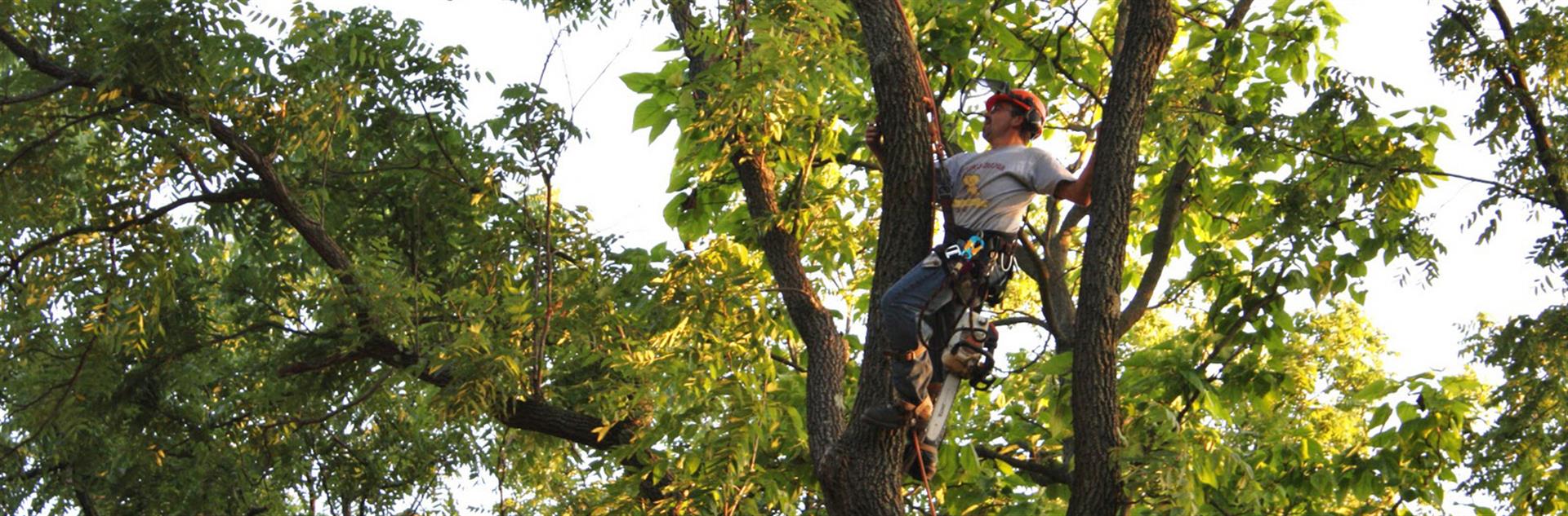 vancouver-tree pruning